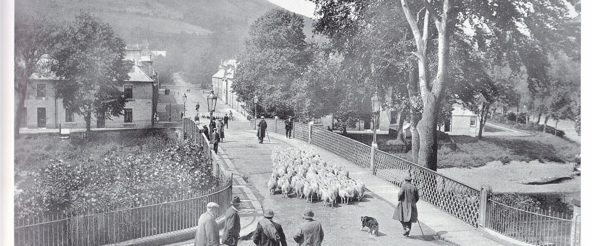 Sheep On Tt Bridge
